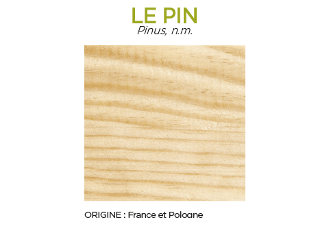 Essence de bois Pin