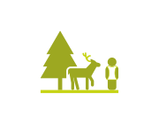 Gérer la forêt associe la sylviculture et la chasse pour participer à l’équilibre